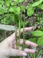 Melica picta