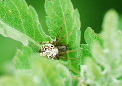 Neoscona adianta