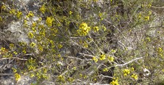 Marasmodes fasciculata
