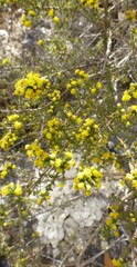 Marasmodes fasciculata
