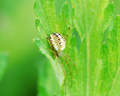 Neoscona adianta