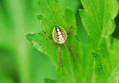 Neoscona adianta
