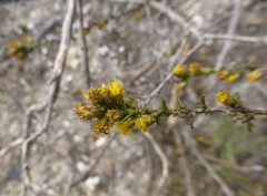 Marasmodes fasciculata