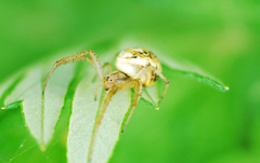 Neoscona adianta