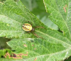 Neoscona adianta