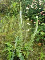 Anarrhinum duriminium