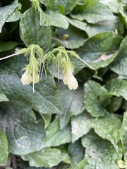 Symphytum grandiflorum