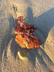 Pyura stolonifera