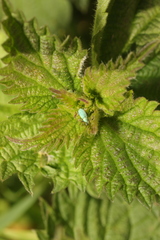 Phyllobius roboretanus