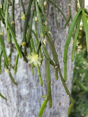 Rhipsalis floccosa