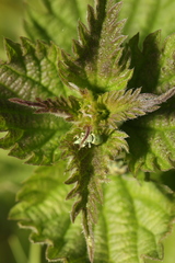 Phyllobius roboretanus