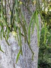 Rhipsalis floccosa