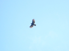 Spizaetus tyrannus