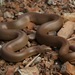 Northern Rubber Boa - Photo (c) Zach Lim, some rights reserved (CC BY-NC), uploaded by Zach Lim