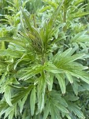 Cacaliopsis nardosmia