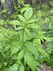 Cacaliopsis nardosmia