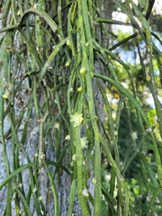Rhipsalis floccosa