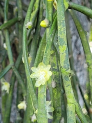 Rhipsalis floccosa