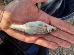 Alburnoides bipunctatus