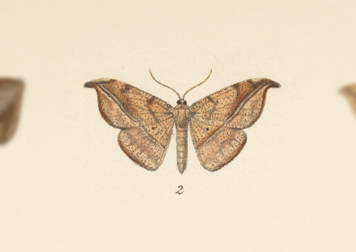 Patalene moneta