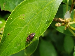 Taedia