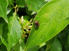 Taedia