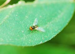 Microchrysa flaviventris