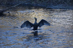 Phalacrocorax carbo
