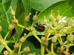 Taedia