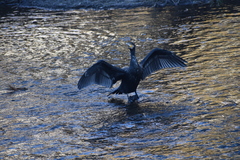 Phalacrocorax carbo