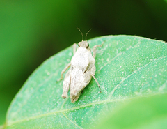 Tetrix japonica