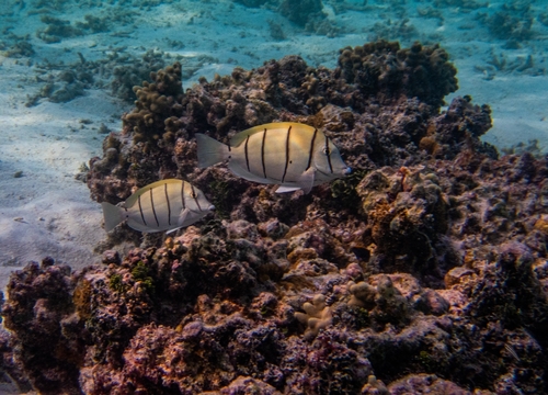 Convict Surgeonfish — seen at this dive site