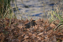 Turdus merula