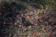 Turdus merula