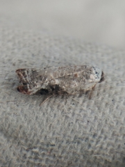 Acleris nivisellana