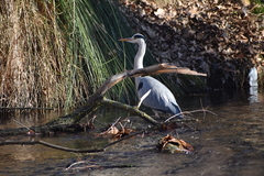 Ardea cinerea