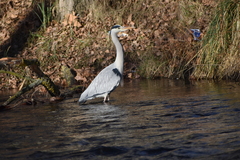 Ardea cinerea