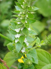 Anarrhinum duriminium