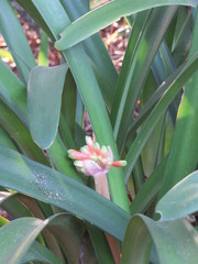 Clivia gardenii