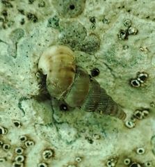 Cochlostoma