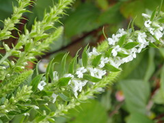 Anarrhinum duriminium