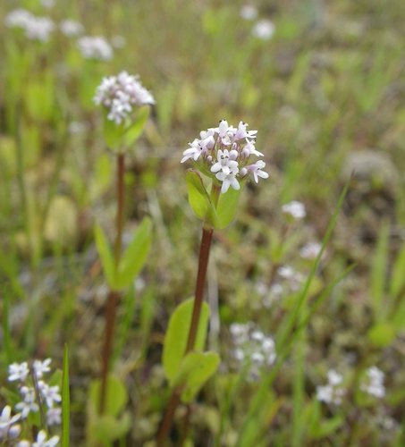 Plectritis congesta ssp. brachystemon
