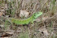 Lacerta agilis chersonensis