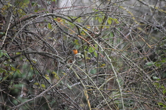 Erithacus rubecula