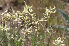 Astragalus eremiticus