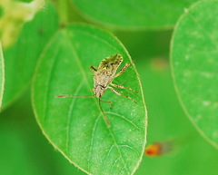 Stictopleurus minutus