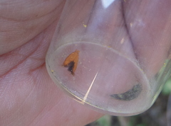 Reisserita chrysopterella