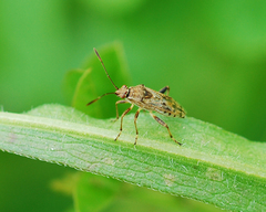 Stictopleurus minutus