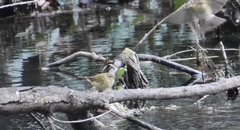 Phylloscopus collybita