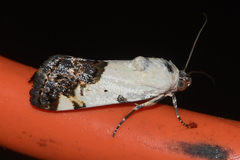 Acontiinae